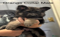 German Shepherd dogs for sale: 7 Beautiful Straight Backed German Shepherds💙🩷 - Image 8