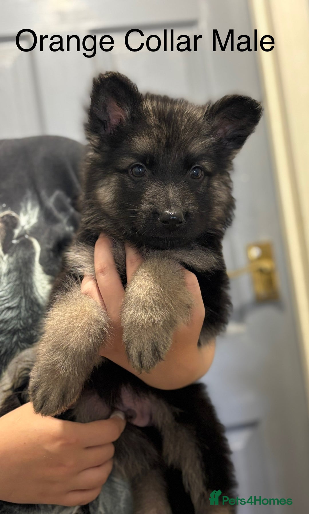 German Shepherd dogs for sale: 7 Beautiful Straight Backed German Shepherds💙🩷 - Image 8