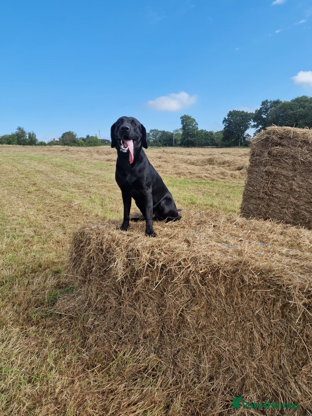 Labrador Retriever dogs for stud: Kc registered proven black lab for stud in Chichester - Advert 5