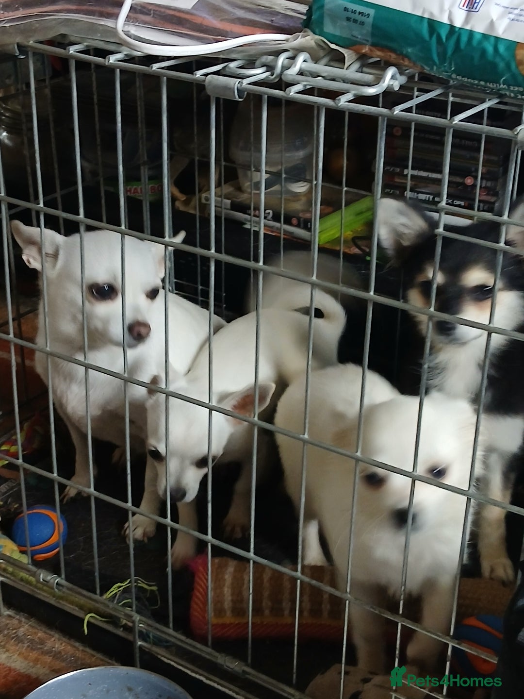 Chihuahua dogs for sale: Chihuahua puppies - Image 4