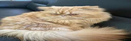 Persian cats for sale: Stunning Pure Ginger Persian Male Cat - Advert 3