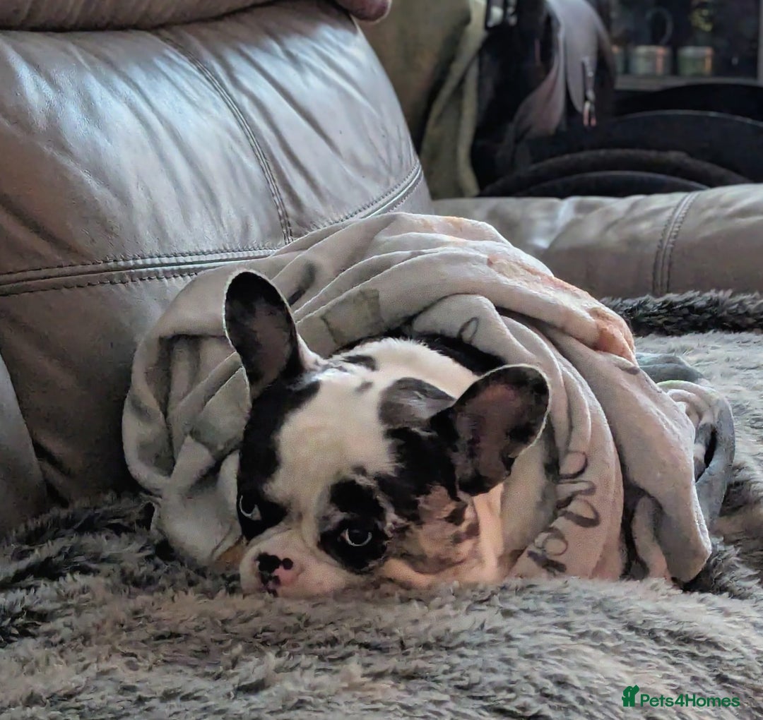 French Bulldog dogs for sale: UNIQUE 2 YEAR OLD MALE FRENCH BULLDOG (BLUE EYES)  - Advert 4