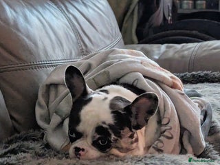 French Bulldog dogs UNIQUE 2 YEAR OLD MALE FRENCH BULLDOG (BLUE EYES) - Advert 7