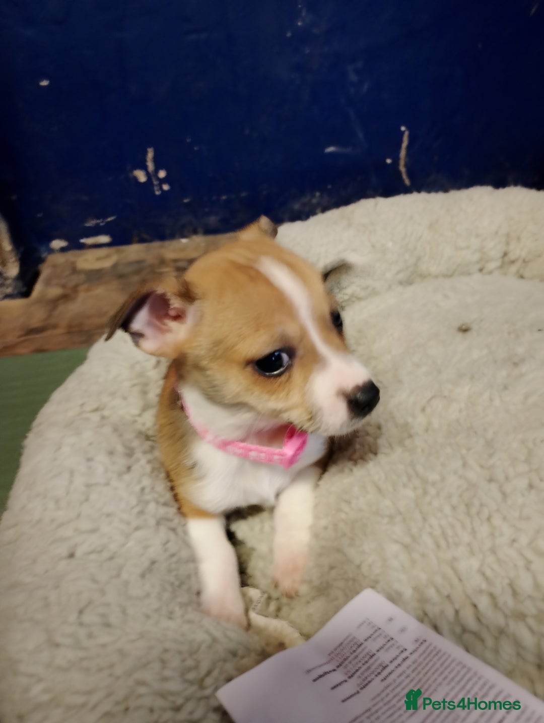 Mixed Breed dogs for sale: Four bueatuful pups forsale  - Advert 3