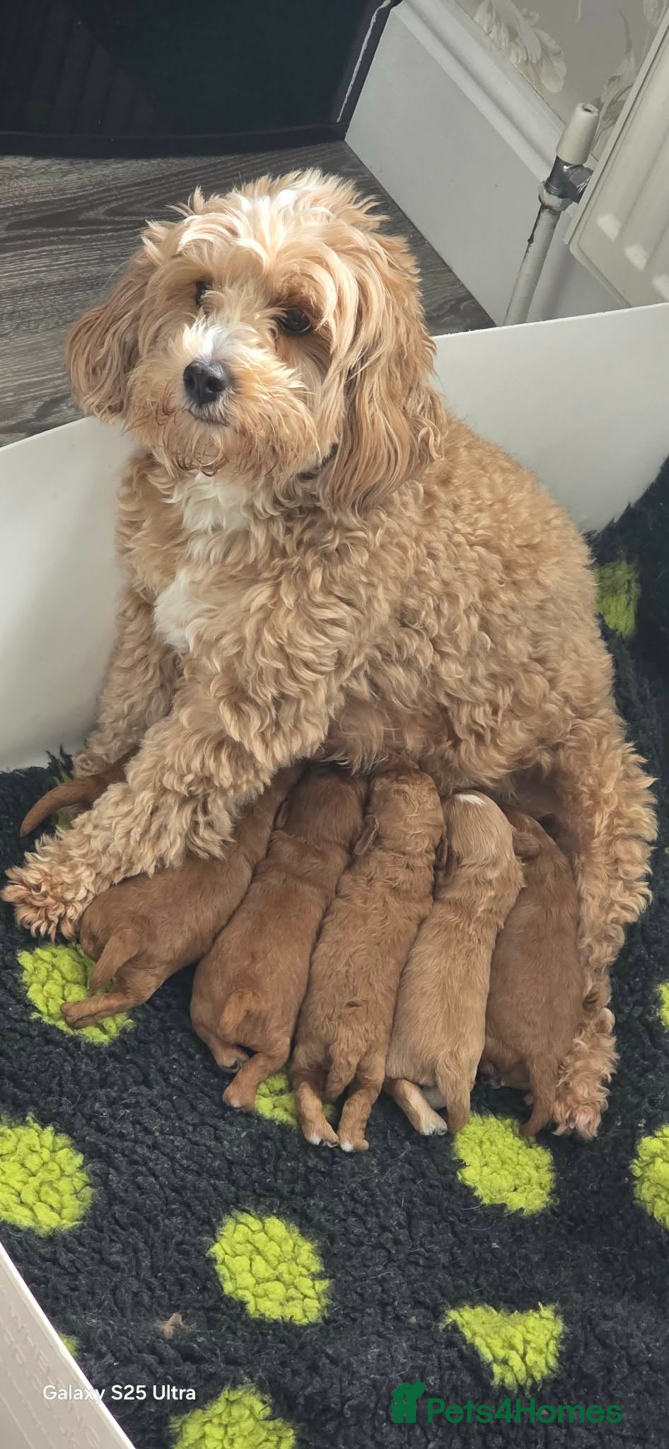 Cavapoo dogs Home reared from Health tested parents - Advert 2
