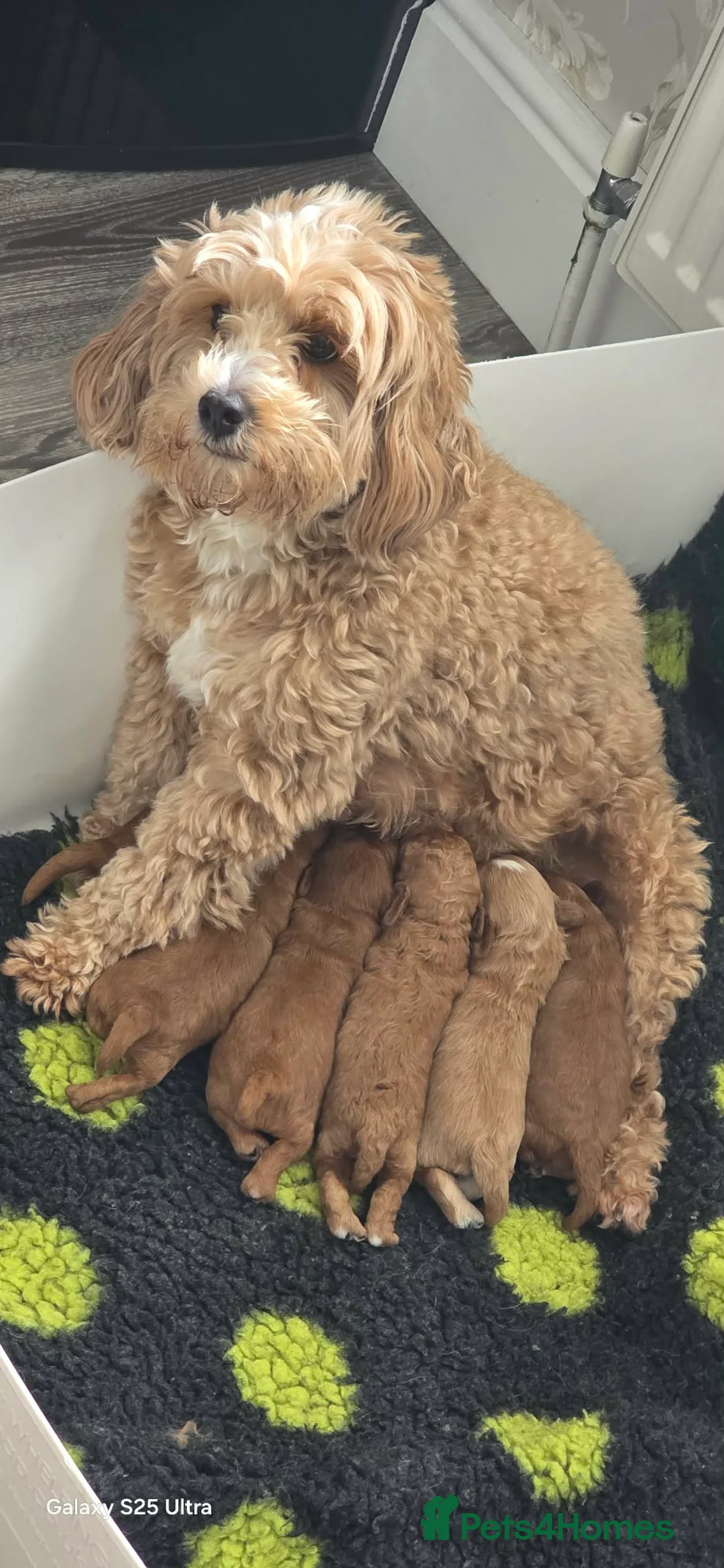 Cavapoo dogs for sale: Home reared from Health tested parents - Advert 2