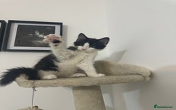 British Longhair cats for sale: Male black and white long hair kitten  - Image 5