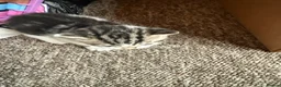 Mixed Breed cats for sale: Adorable mixed Kittens  - Advert 7