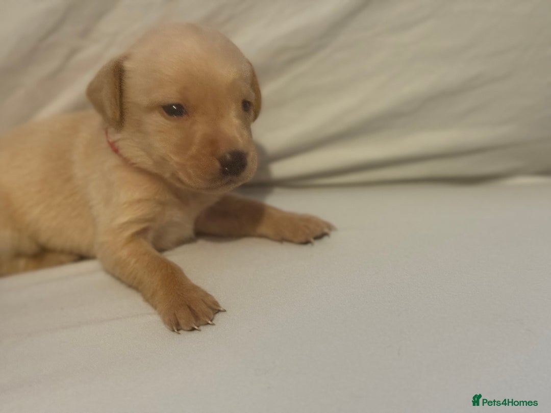 Labrador Retriever dogs for sale: KC registered Labrador puppies - Image 19