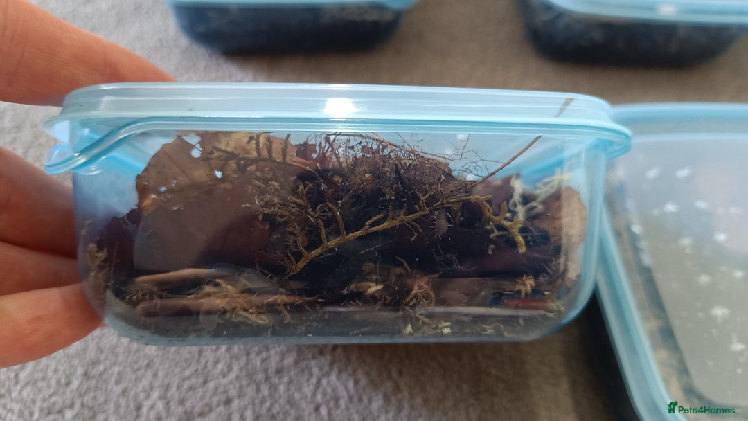 Mixed Breed invertebrates for sale: Tropical Grey Woodlice / Isopods - Huge Colonies - Image 3