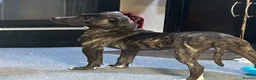 Staffordshire Bull Terrier dogs for sale: For sale  in London - Advert 2