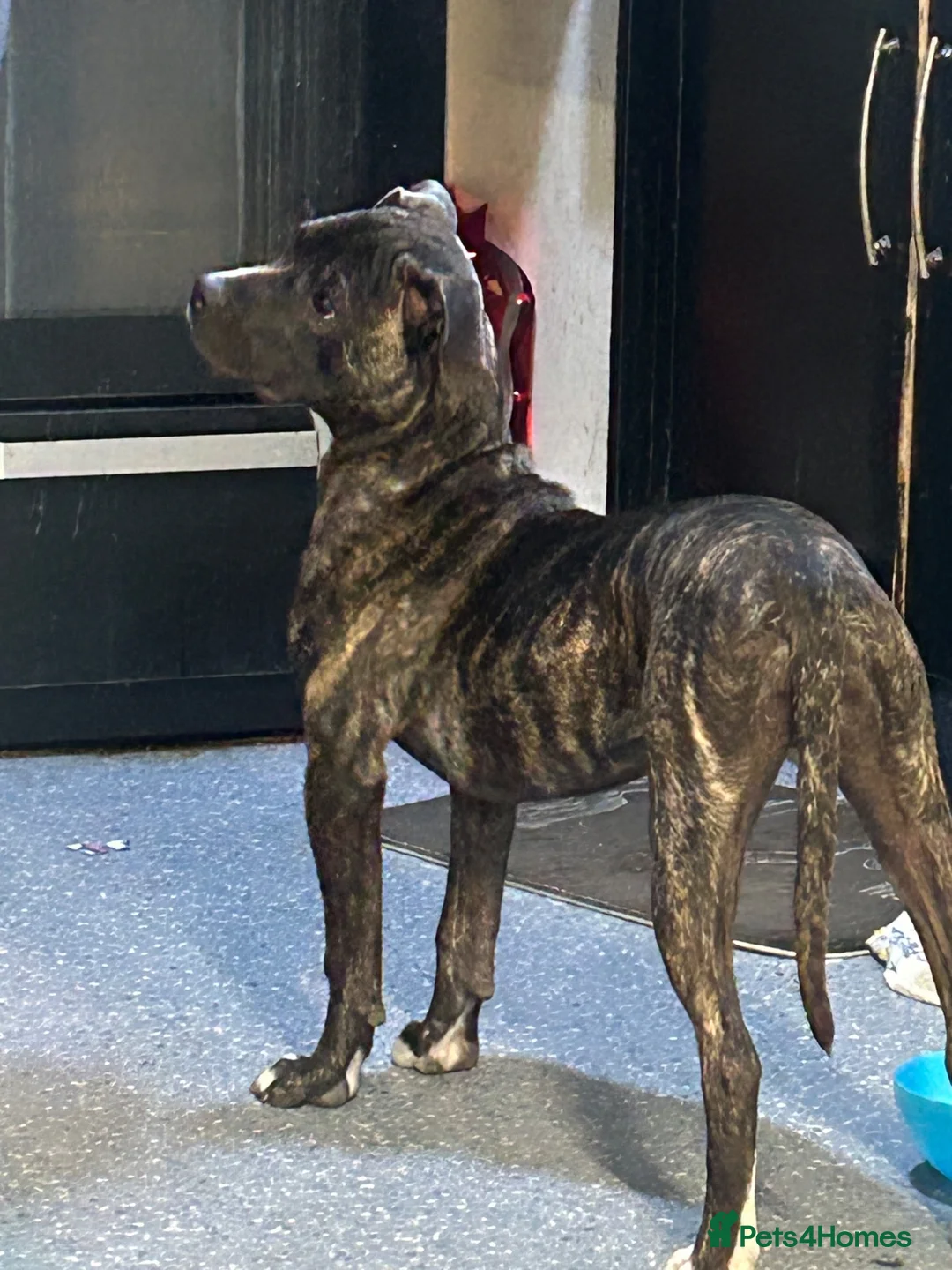 Staffordshire Bull Terrier dogs for sale: For sale  in London - Advert 2