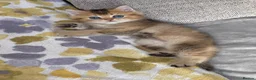 British Shorthair cats for sale: 💙Golden BSH kitten 💙❗️Ready to go ❗️ - Advert 5