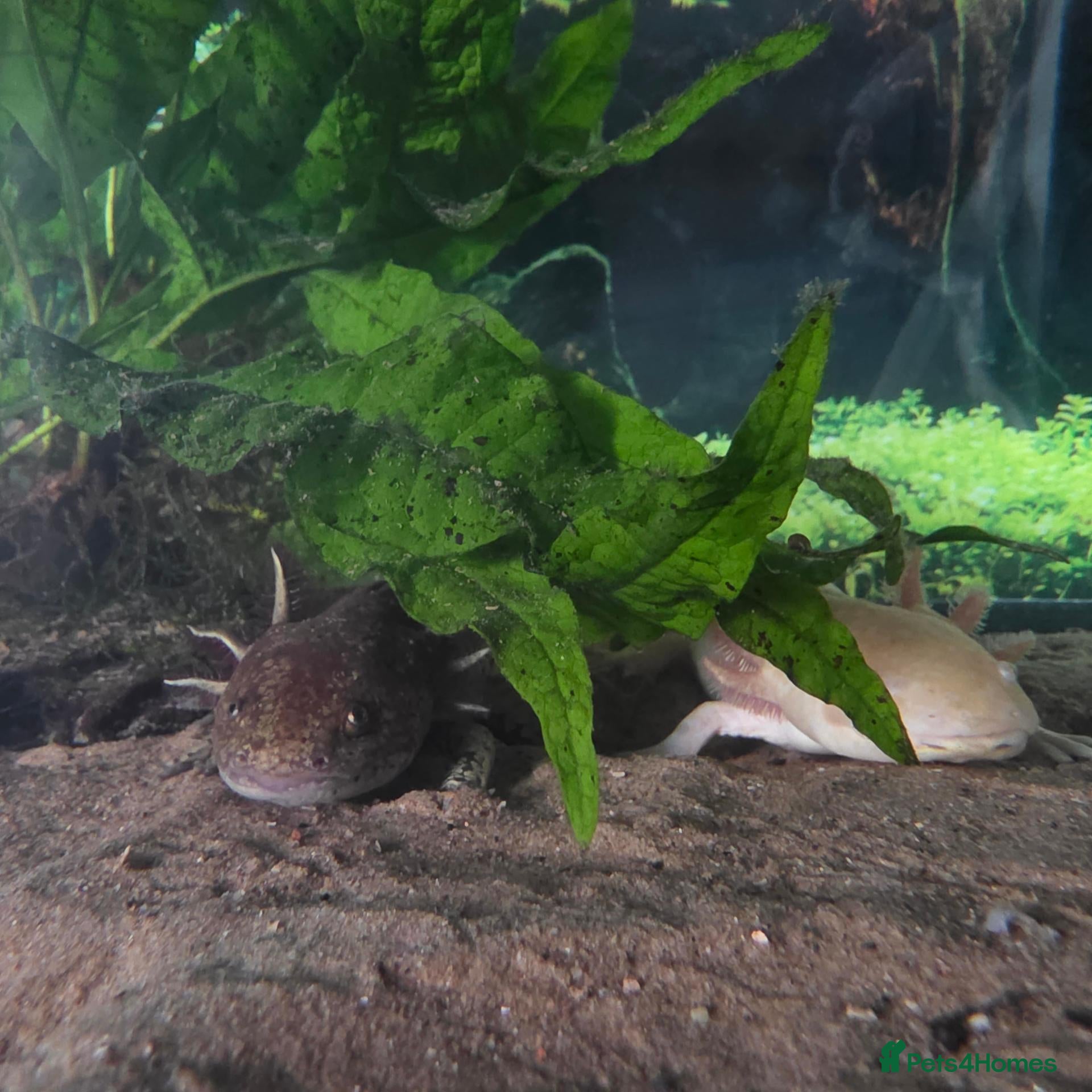 Axolotl reptiles 2 male axolotls - Advert 2