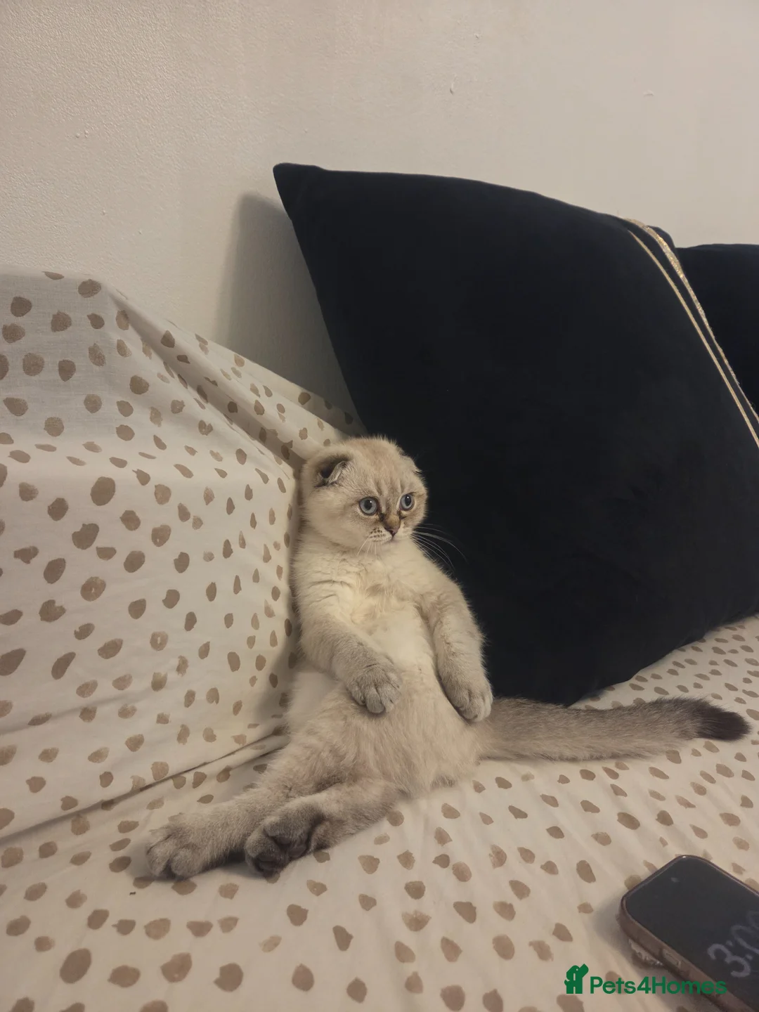 Scottish Fold cats for sale: Purebred Chinchilla Scottish Fold - Advert 4