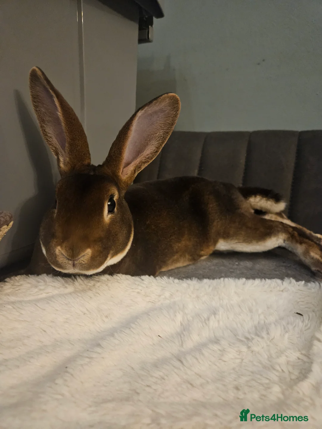 Rex rabbits for sale: Purebred Chocolate Otter Mini Rex buck 12 weeks  - Advert 5