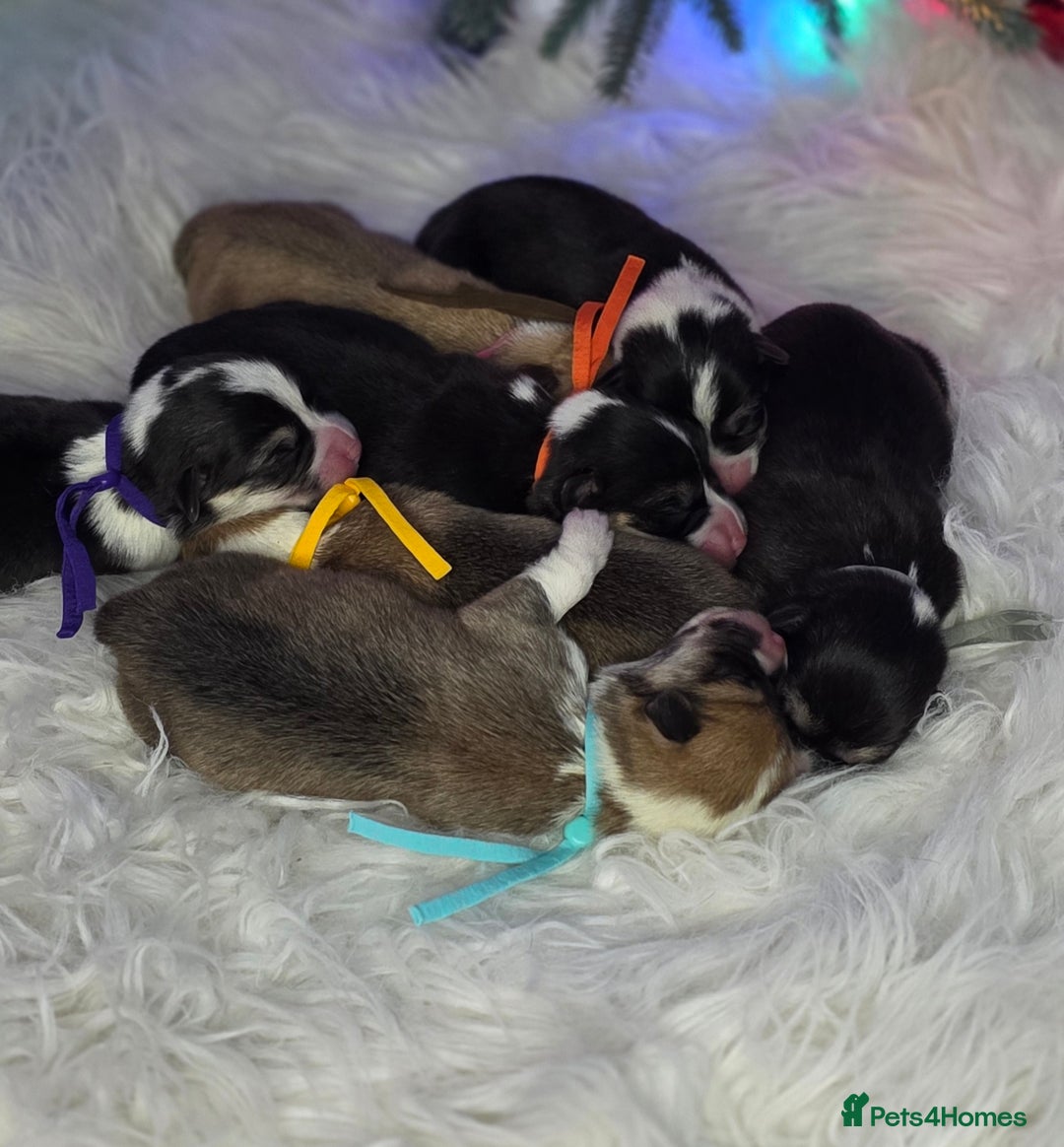 Welsh Corgi Pembroke dogs for sale: Outstanding Welsh Pembroke Corgi Puppies - Advert 1