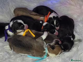 Welsh Corgi Pembroke dogs Outstanding Welsh Pembroke Corgi Puppies - Advert 12