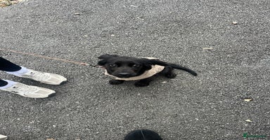 Cocker Spaniel dogs - Advert 1