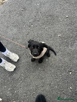 Cocker Spaniel dogs - Advert 1