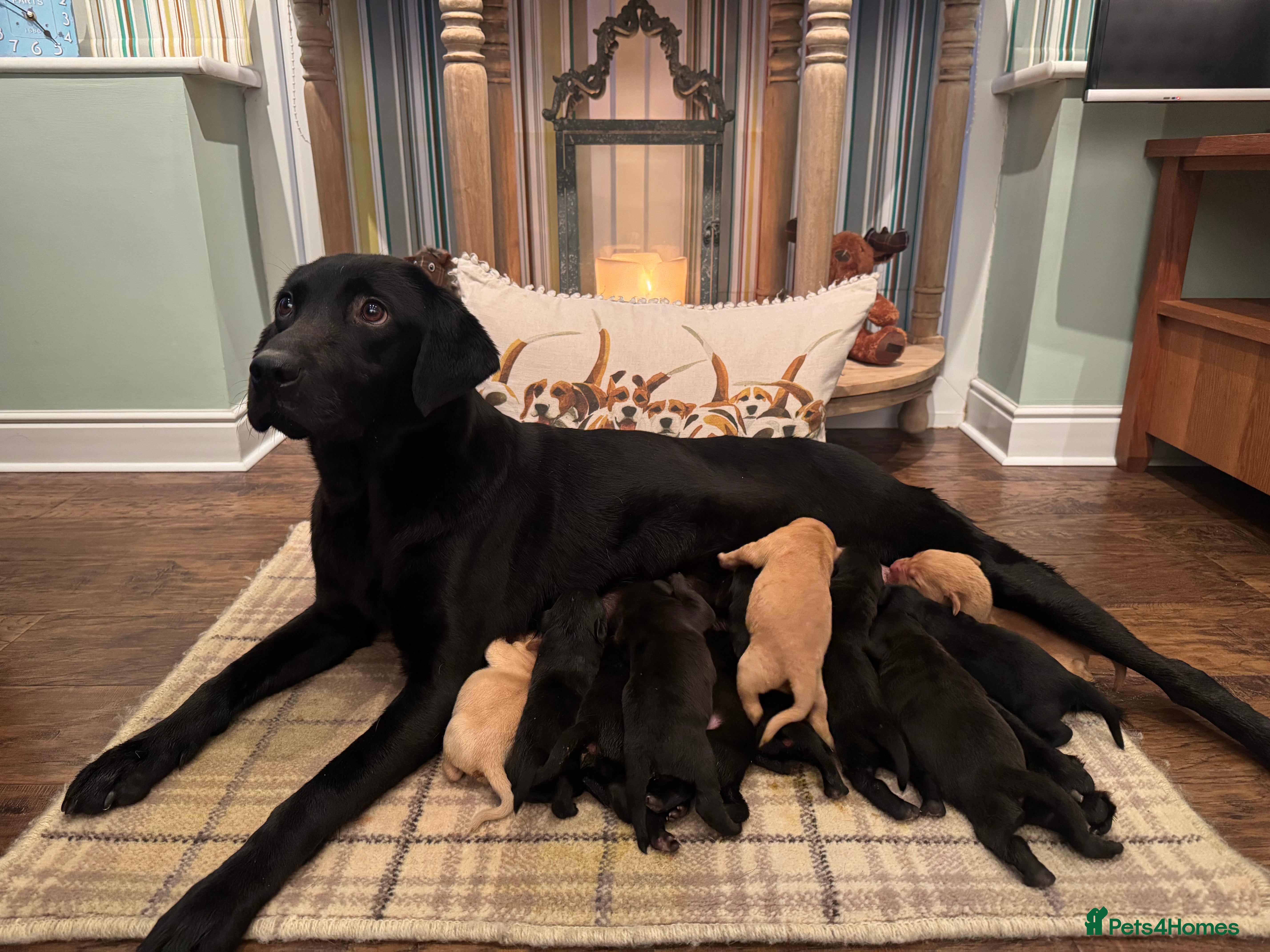Labrador Retriever dogs Stunning KC pups, health tested&excellent lineage - Advert 1