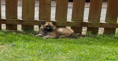 Mixed Breed dogs - Advert 3