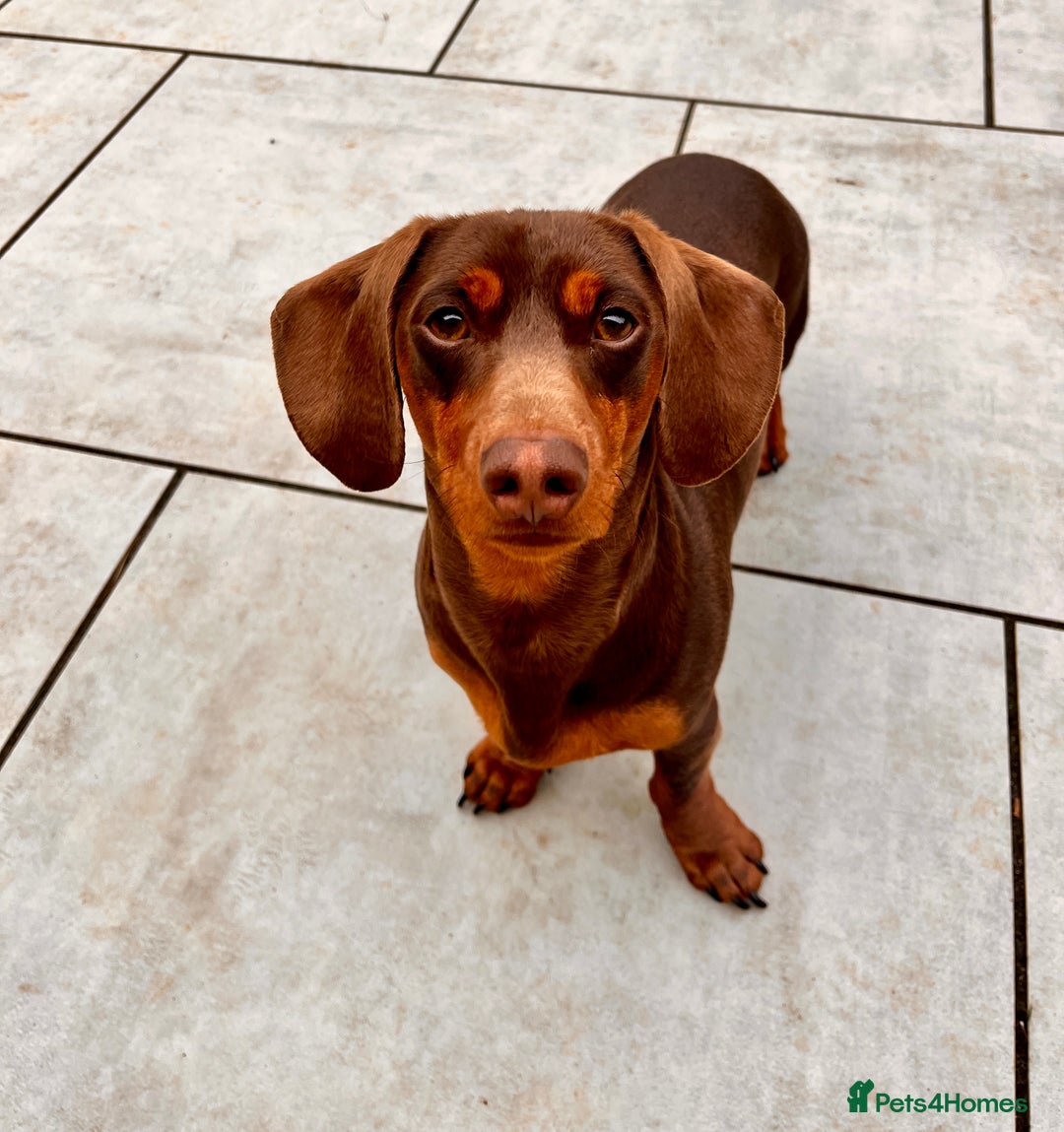 Miniature Dachshund dogs for stud: ⭐️⭐️⭐️KC MINIATURE DACHSHUND FOR STUD⭐️⭐️  in Southampton - Image 6