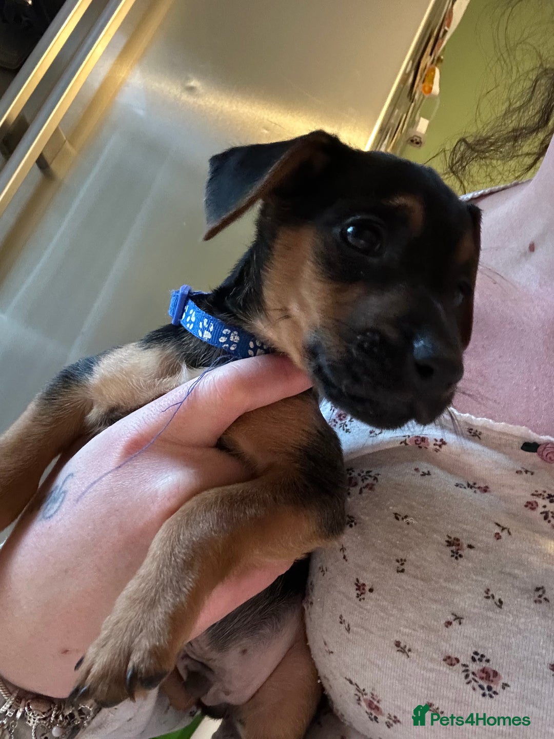 Jack Russell dogs for sale: Minature jack russel pupies  - Advert 10