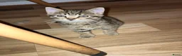 Mixed Breed cats for sale: Tabby and black kitten for sale  - Advert 8