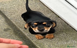 Miniature Dachshund dogs for sale: Reggie - Image 3