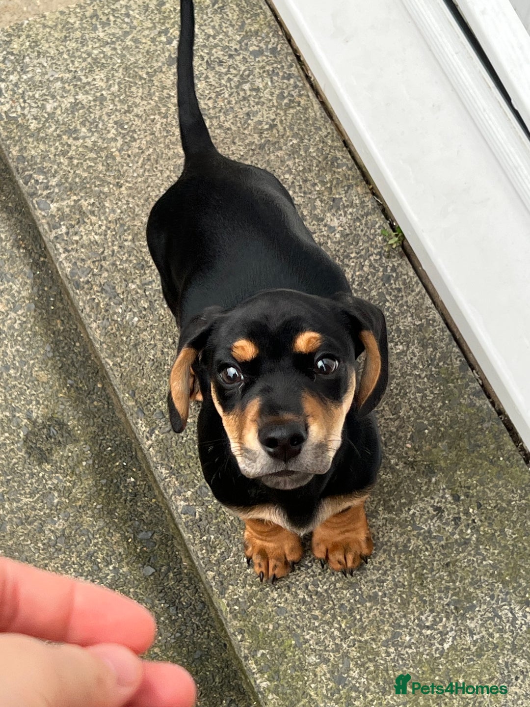 Miniature Dachshund dogs for sale: Reggie - Image 3