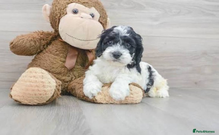 Cockapoo dogs - Advert 2