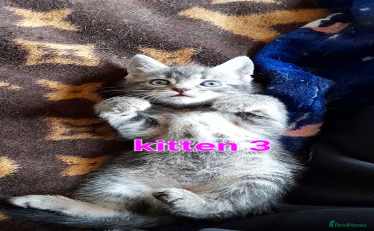 Mixed Breed cats - Advert 3