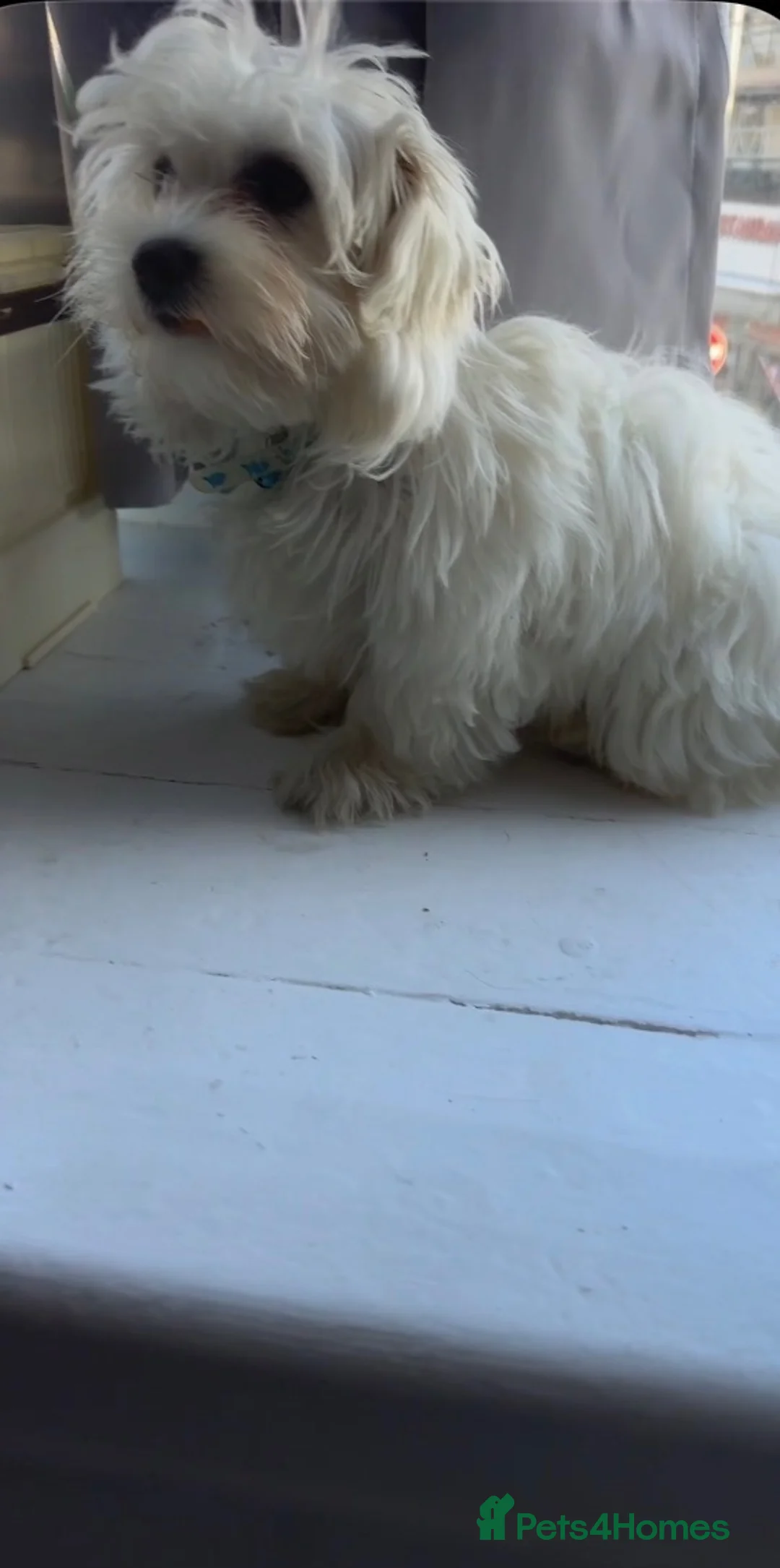 Maltese dogs for sale: Maltese ready looking for a new home - Advert 2