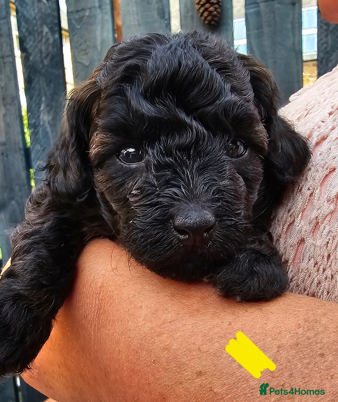 Cavapoo dogs for sale: F1BB Cavapoo puppies - Image 5