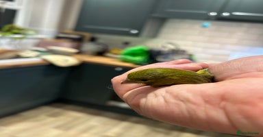 Parakeets birds - Advert 9