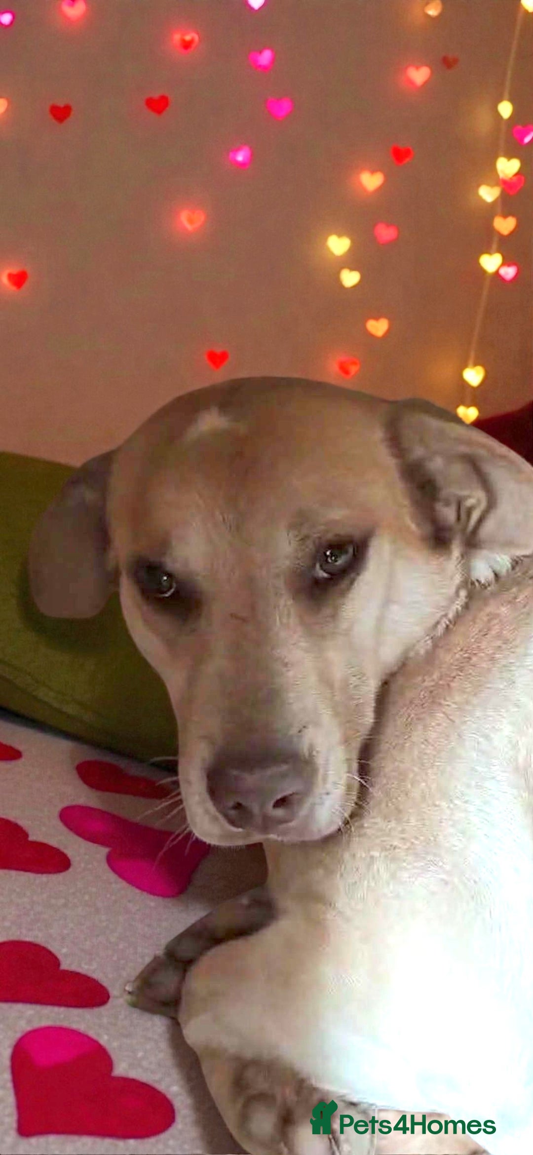 Mixed Breed dogs for adoption: 🐾Luna – a small lab-type girl longing for love ❤️ - Advert 2