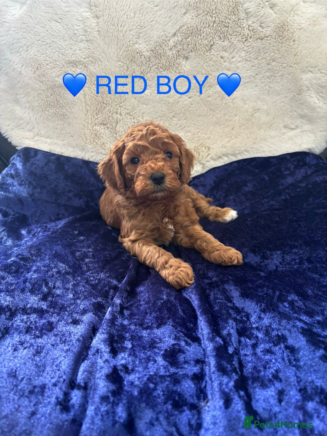 Cockapoo dogs for sale: Cockapoo Puppies for sale!  - Image 4