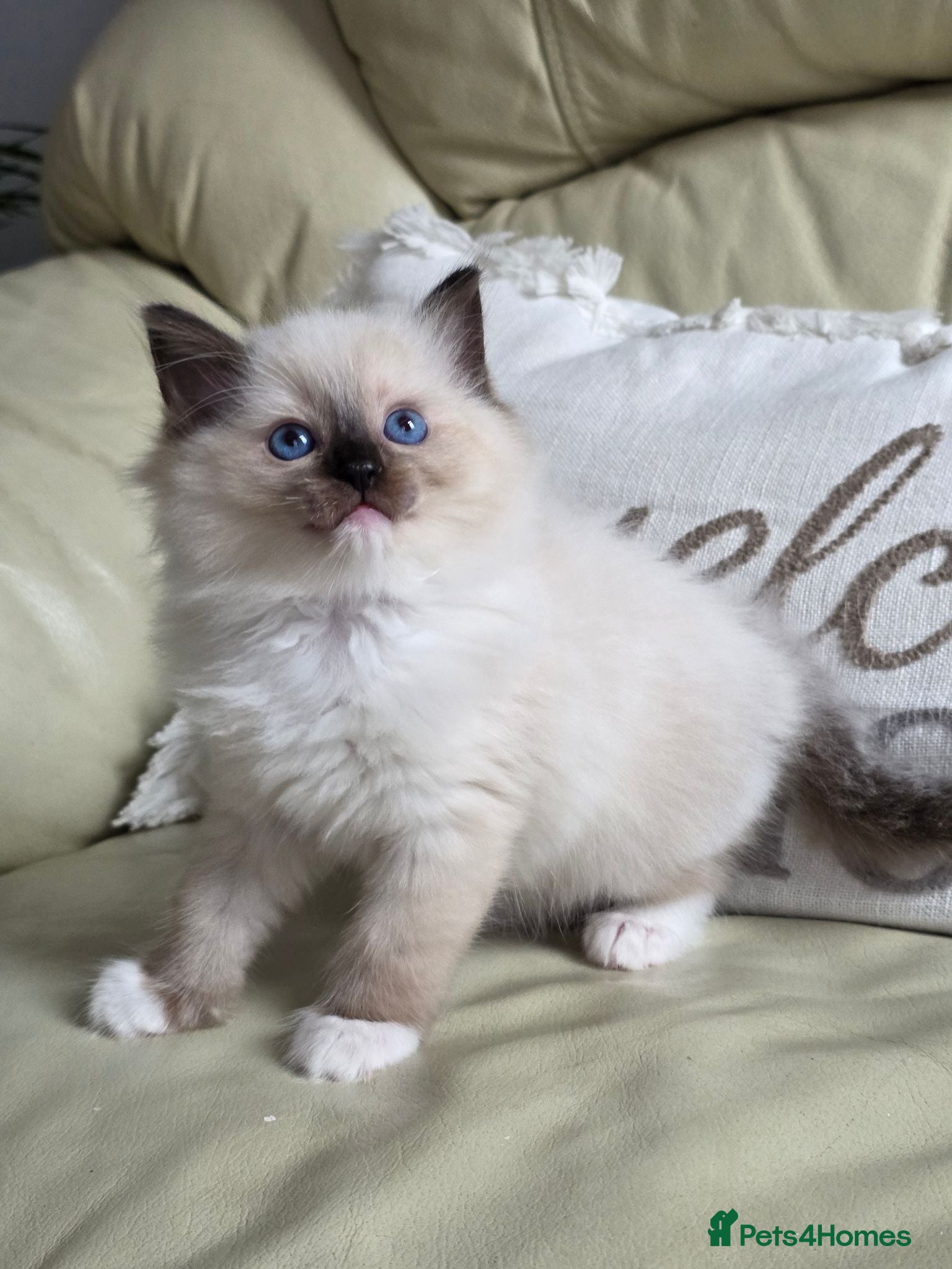 Ragdoll cats GCCF Gorgeous Ragdoll kittens  - Advert 2