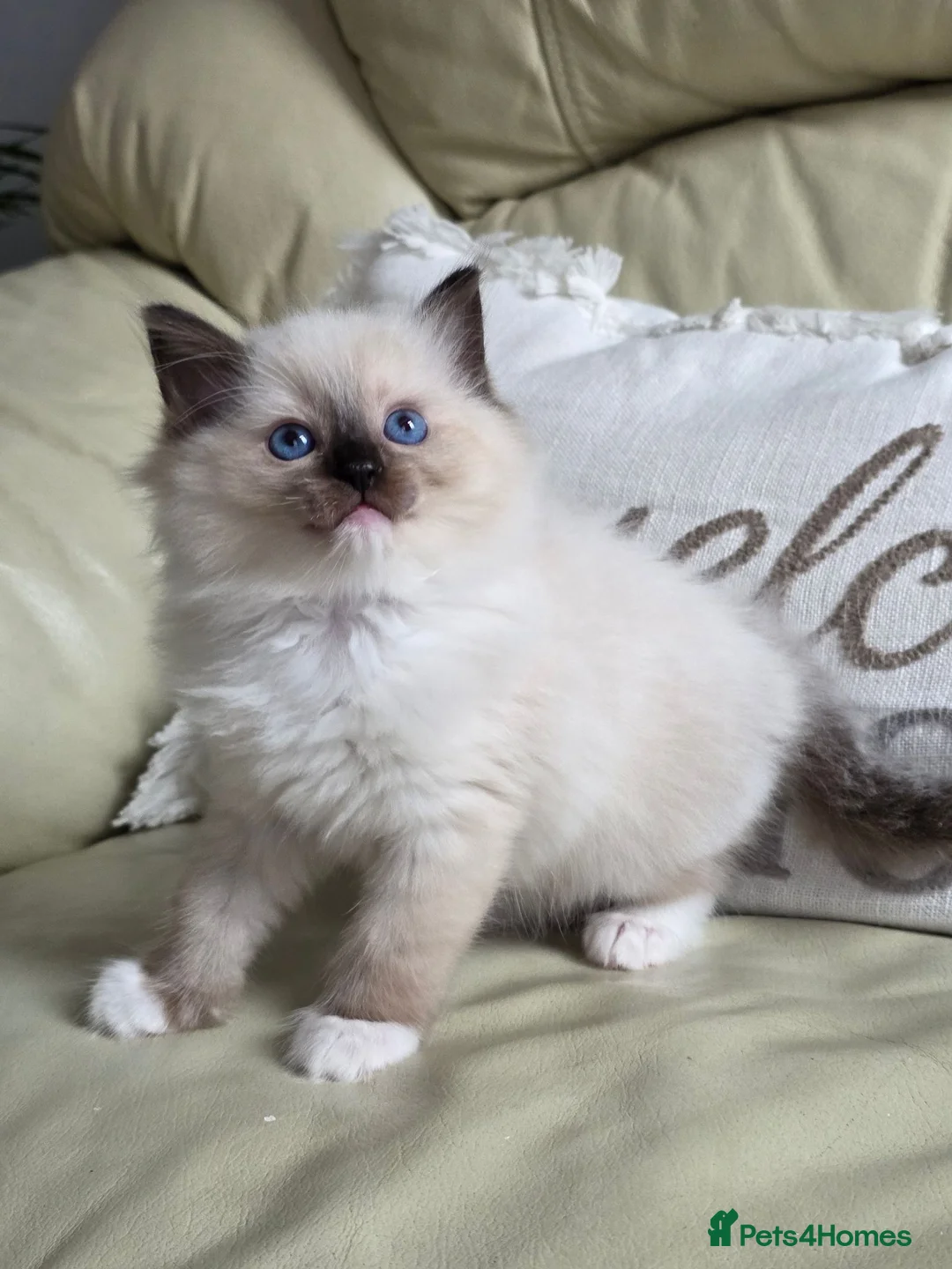 Ragdoll cats for sale: GCCF Gorgeous Ragdoll kittens  - Advert 1