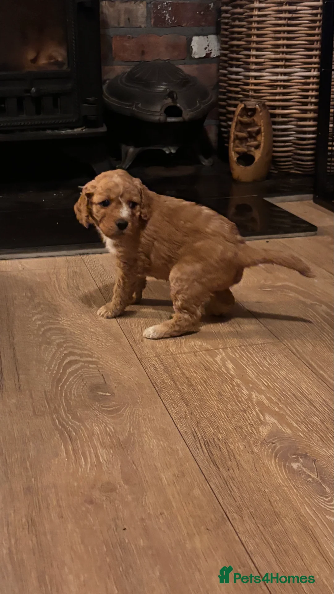 Mixed Breed dogs for sale: gorgeous cockacavapoochon for sale, !!LAST ONE!! - Advert 15