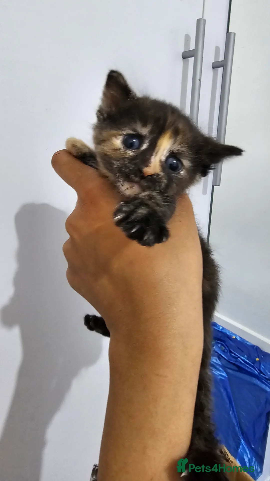 Domestic Shorthair cats for sale: Kittens for sale  in Ilford - Advert 2
