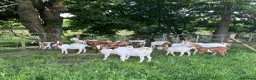 Goats livestock for sale: Boer x Anglo Nubian goats for sale  - Advert 1
