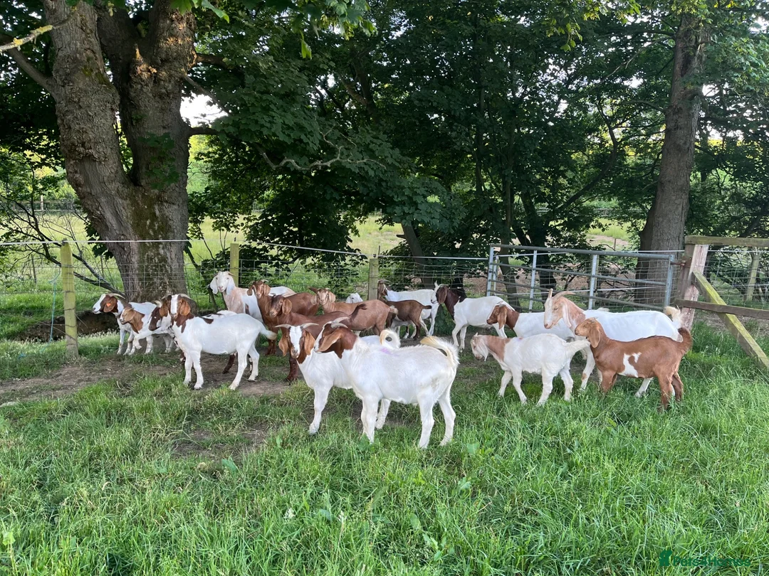 Goats livestock for sale: Boer x Anglo Nubian goats for sale  - Advert 1