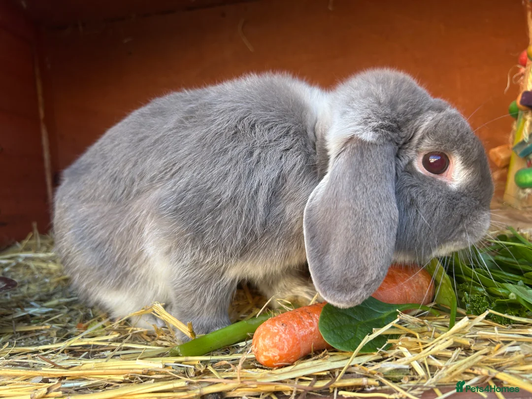 Mini Lop rabbits for sale: Grey mini lop rabbit  - Advert 3
