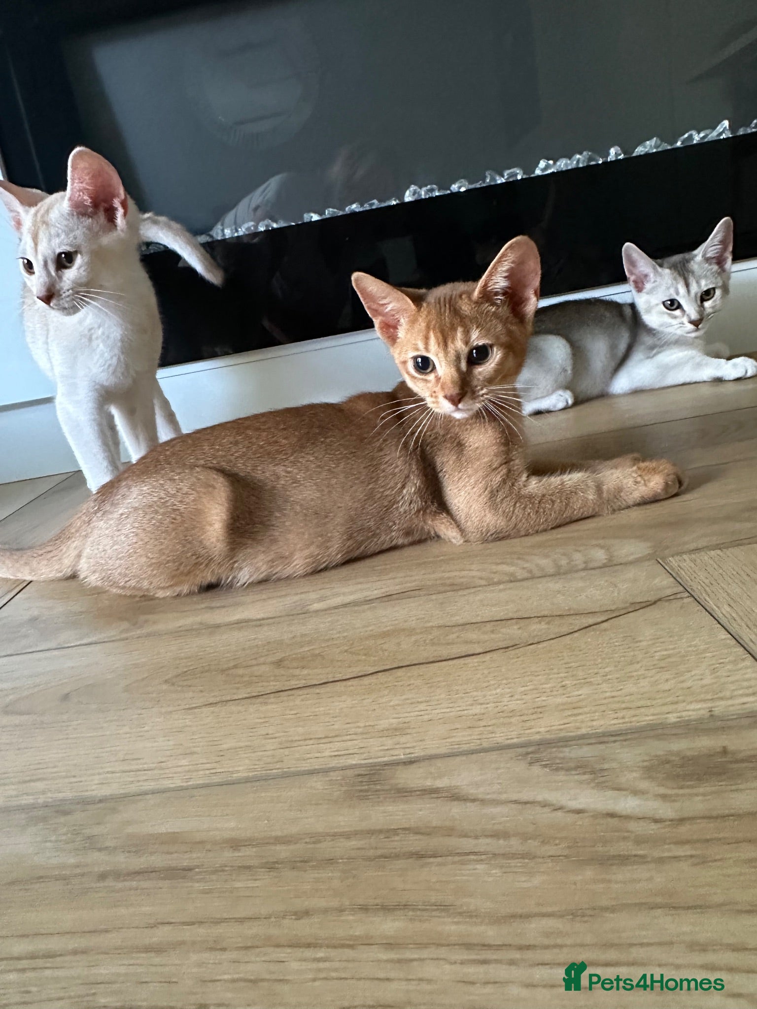 Abyssinian cats Abyssinian kittens  - Advert 2