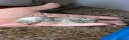 Mixed Breed poultry for sale: Chicks one lavender bantum and four mixed breed  - Advert 3