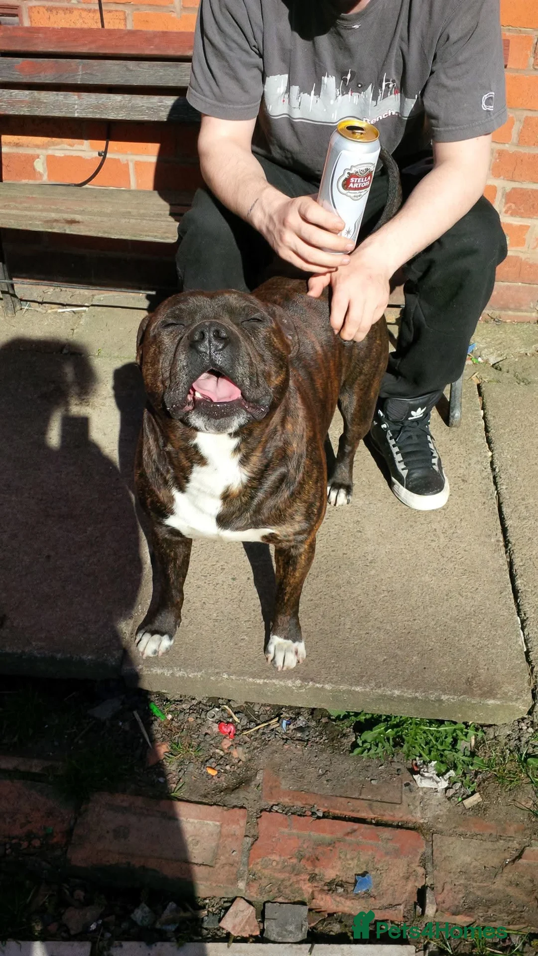 Staffordshire Bull Terrier dogs for sale: One brindle Female pup in Stoke-on-Trent - Advert 3