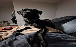 Mixed Breed dogs for sale: Labrador/ cane corso 7 months old  - Image 2