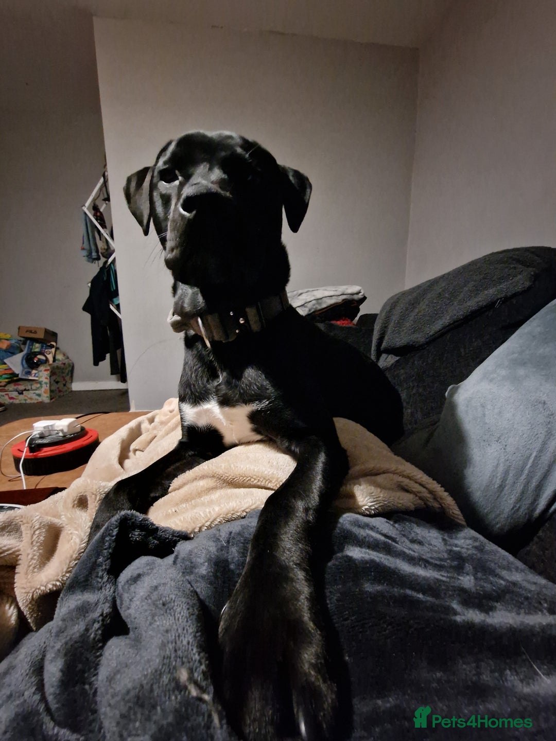 Mixed Breed dogs for sale: Labrador/ cane corso 7 months old  - Image 2